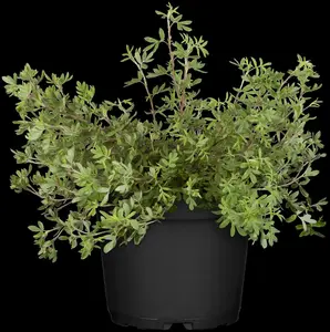 potentilla fruticosa (30- 40cm) - afbeelding 5