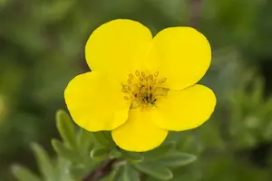 potentilla fruticosa (30- 40cm) - afbeelding 4
