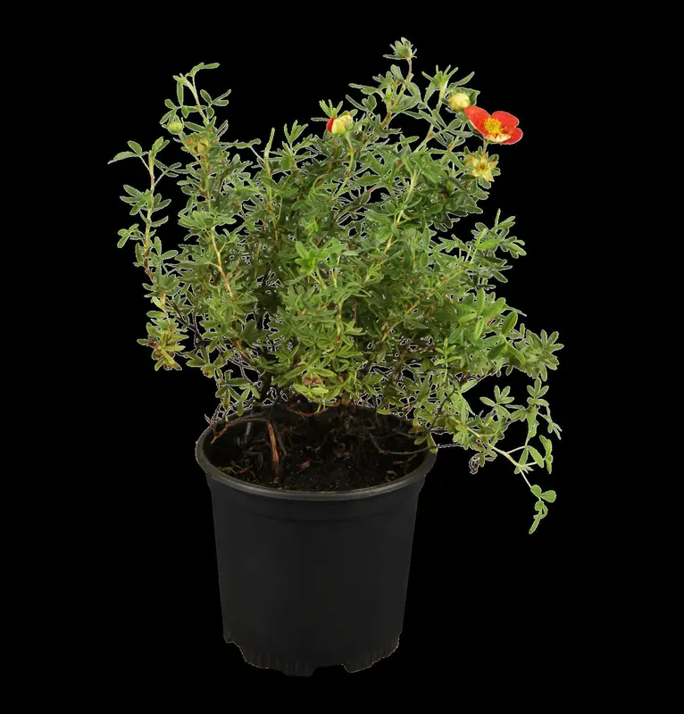 potentilla fruticosa (30- 40cm) BW - afbeelding 1