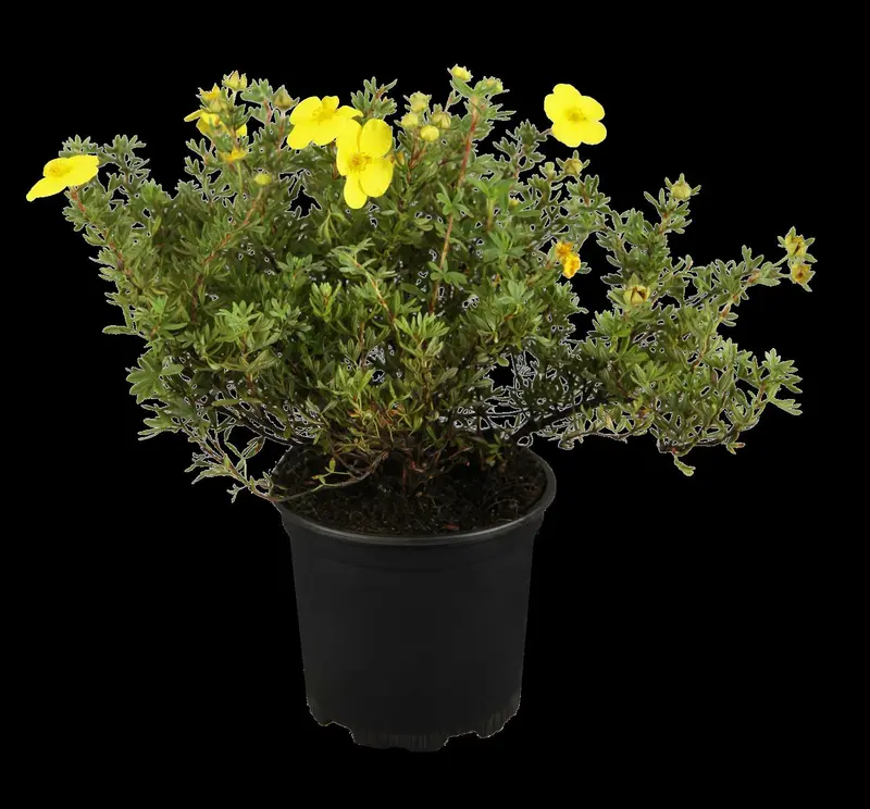 potentilla fruticosa (30- 40cm) BW - afbeelding 2