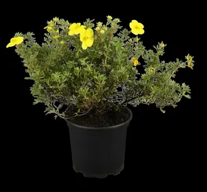 potentilla fruticosa (30- 40cm) BW - afbeelding 2