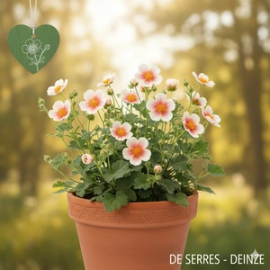 Potentilla hopwoodiana