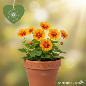 Potentilla x cultorum 'Arc-en-Ciel' P9