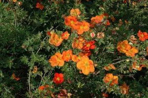 Potentilla hybr. 'Flamboyant' P9 - afbeelding 2