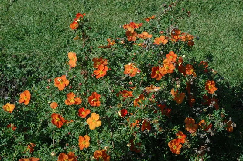 Potentilla hybr. 'Flamboyant' P9 - afbeelding 3