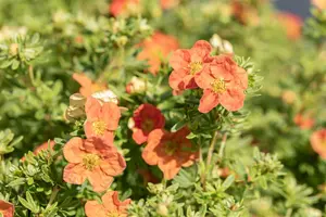 Potentilla hybr. 'Scarlet Dream' P9 - afbeelding 4