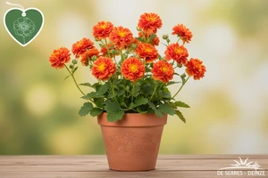 Potentilla 'William Rollisson' P9