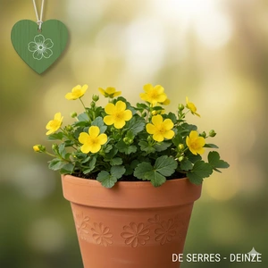 Potentilla neumanniana 'Nana' P9