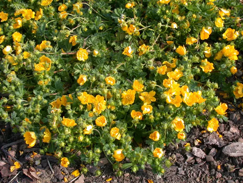 Potentilla neumanniana ( verna/tabernaem.) P9 - afbeelding 2