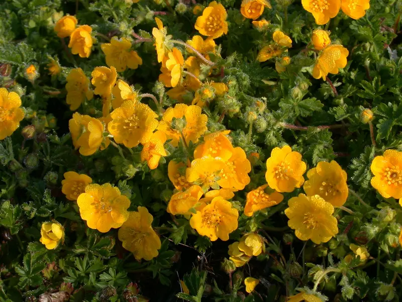 Potentilla neumanniana ( verna/tabernaem.) P9 - afbeelding 4