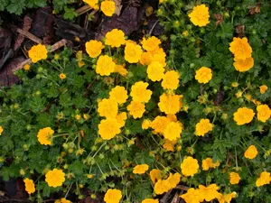 Potentilla neumanniana ( verna/tabernaem.) P9 - afbeelding 5