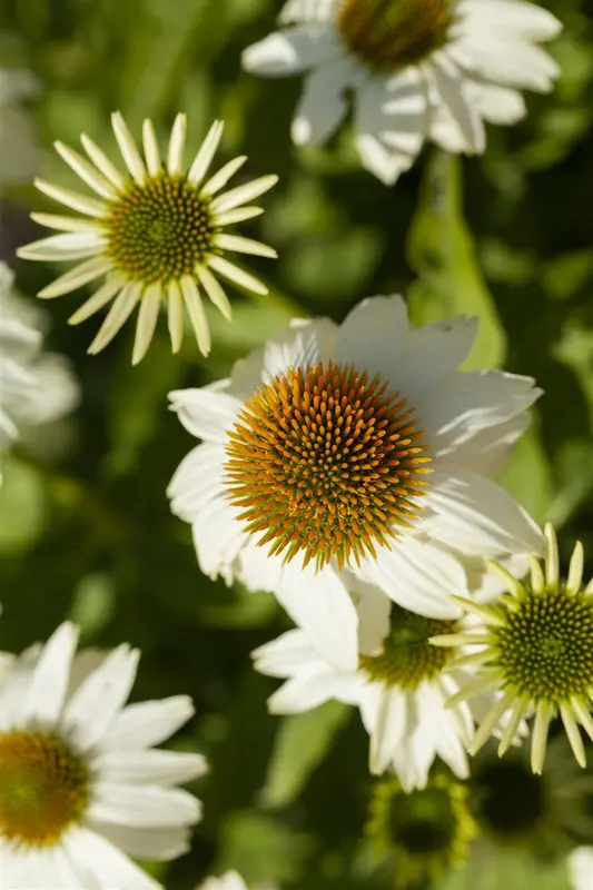 echinacea purp. 'pow wow white' P9 - afbeelding 3