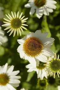 echinacea purp. 'pow wow white' P9 - afbeelding 3
