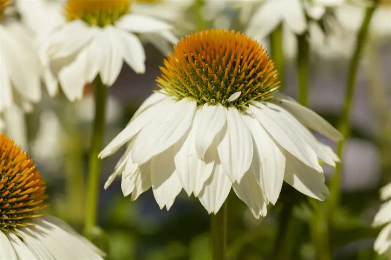 echinacea purp. 'pow wow white' P9 - afbeelding 1