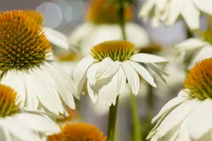 echinacea purp. 'pow wow white' P9 - afbeelding 2