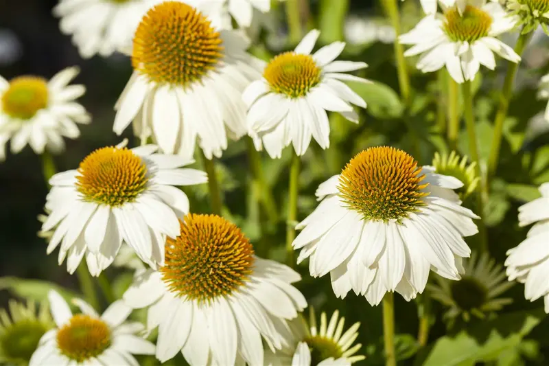 echinacea purp. 'pow wow white' P9 - afbeelding 4