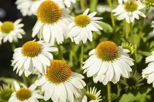echinacea purp. 'pow wow white' P9 - afbeelding 4