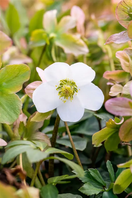 helleborus niger 'praecox' P9 - afbeelding 2