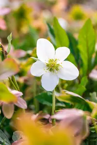 helleborus niger 'praecox' P9 - afbeelding 4