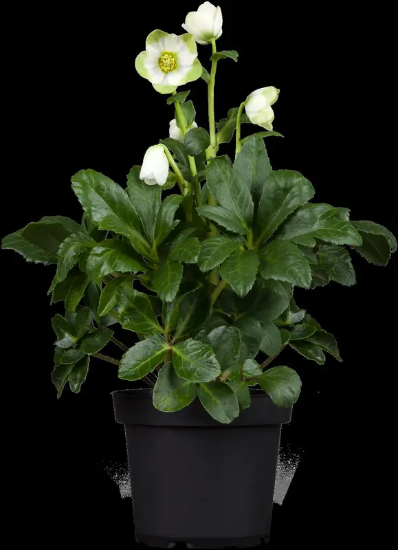 helleborus niger 'praecox' P9 - afbeelding 1