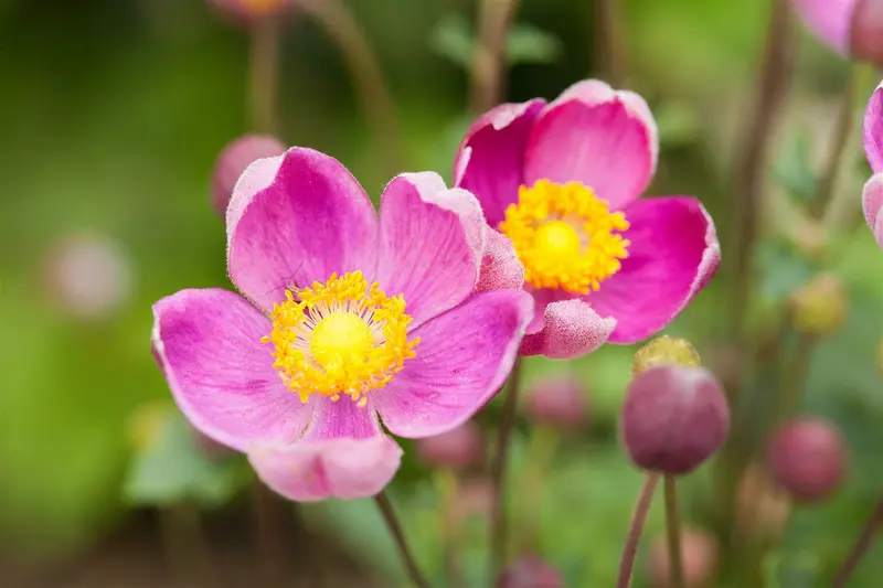 Anemone hup. 'Praecox' P9 - afbeelding 1