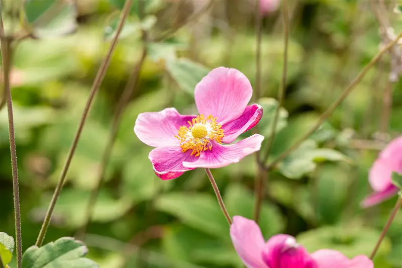 Anemone hup. 'Praecox' P9 - afbeelding 3