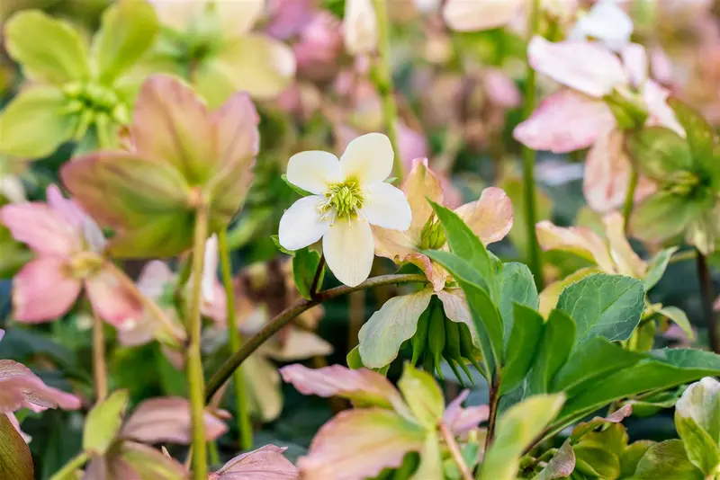 helleborus niger 'praecox' P9 - afbeelding 3