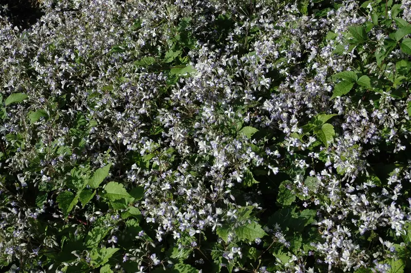 Praecox - afbeelding 1