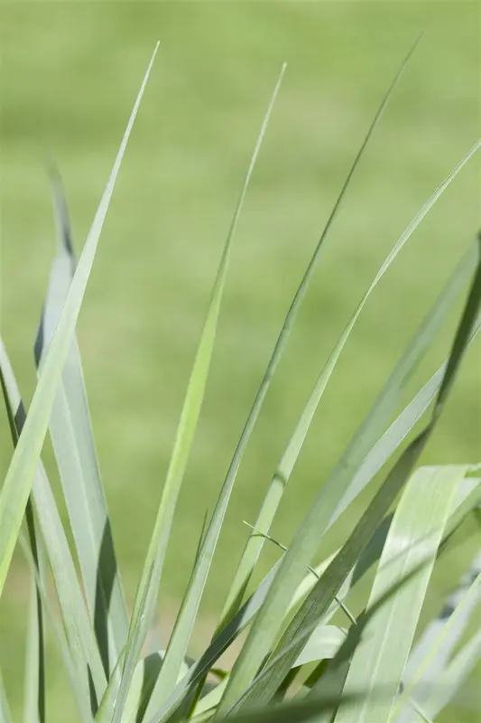 panicum virg. 'prairie sky' P9 - afbeelding 3
