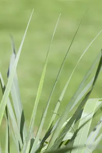 panicum virg. 'prairie sky' P9 - afbeelding 3