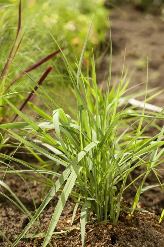 panicum virg. 'prairie sky' P9 - afbeelding 4