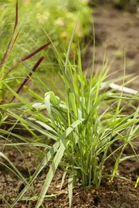 panicum virg. 'prairie sky' P9 - afbeelding 4