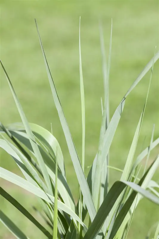 panicum virg. 'prairie sky' P9 - afbeelding 5