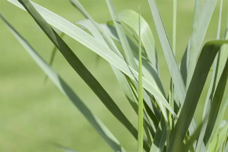 panicum virg. 'prairie sky' P9 - afbeelding 2