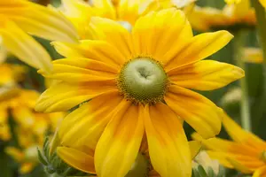 rudbeckia hirta 'prairie sun' P9 - afbeelding 5