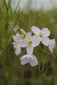 cardamine pratensis P9 - afbeelding 2