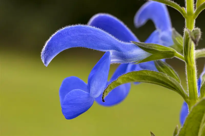 salvia pratensis P9 - afbeelding 4