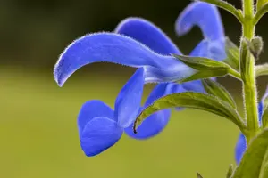 salvia pratensis P9 - afbeelding 4