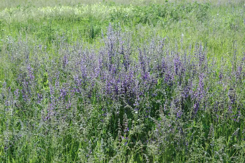 salvia pratensis P9 - afbeelding 5