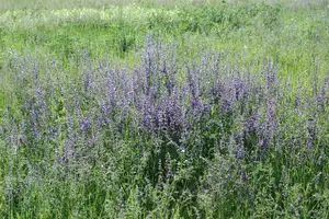 salvia pratensis P9 - afbeelding 5