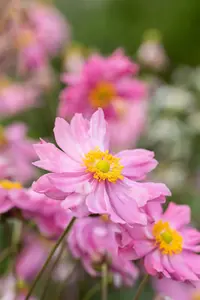 Pretty Lady Emily anemone - afbeelding 2