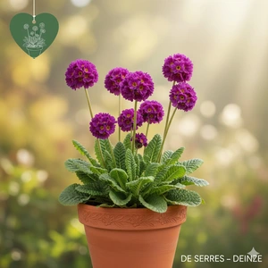 Primula capitata subsp. mooreana P9