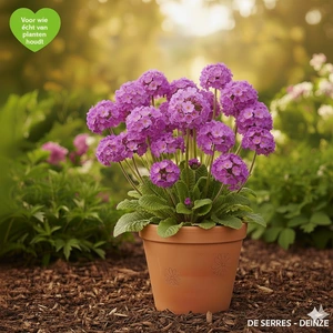 Primula denticulata 'Cashmeriana' P9