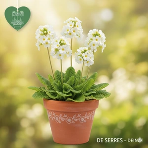 Primula japonica 'Alba' P9