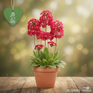 Primula pulverulenta P9