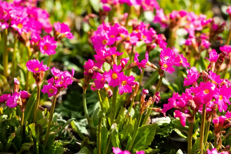 Primula rosea 'Gigas' P9