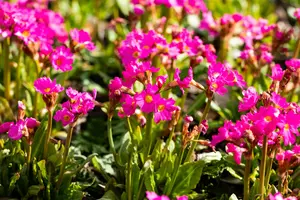 Primula rosea 'Gigas' P9