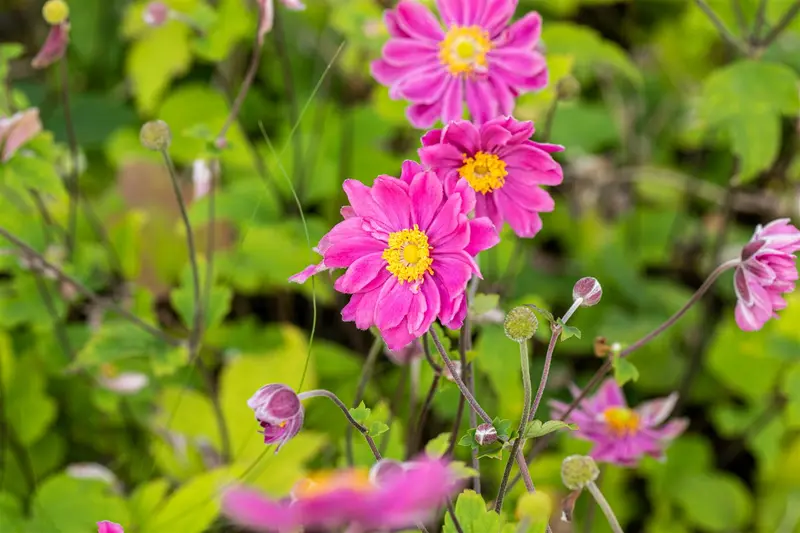 anemone hup. 'prinz heinrich' P9 - afbeelding 1