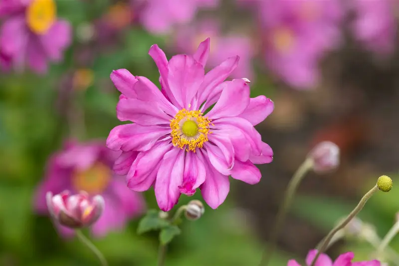 anemone hup. 'prinz heinrich' P9 - afbeelding 2