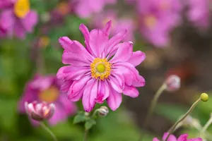 anemone hup. 'prinz heinrich' P9 - afbeelding 2